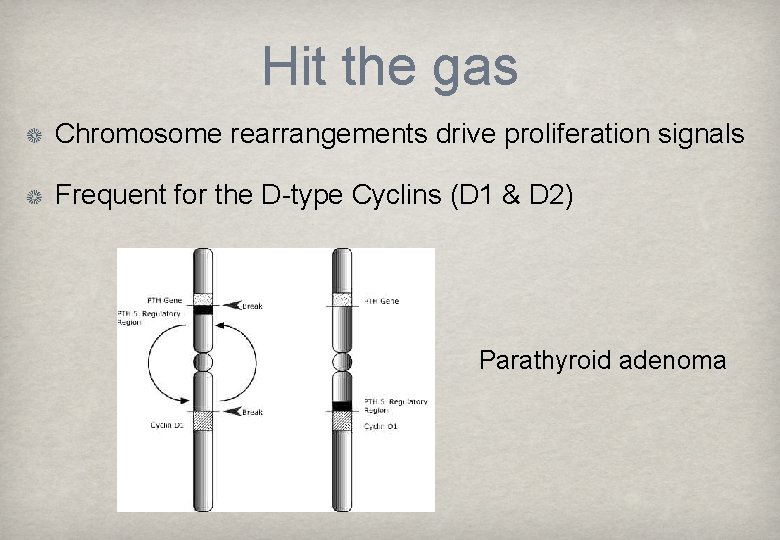 Hit the gas Chromosome rearrangements drive proliferation signals Frequent for the D-type Cyclins (D