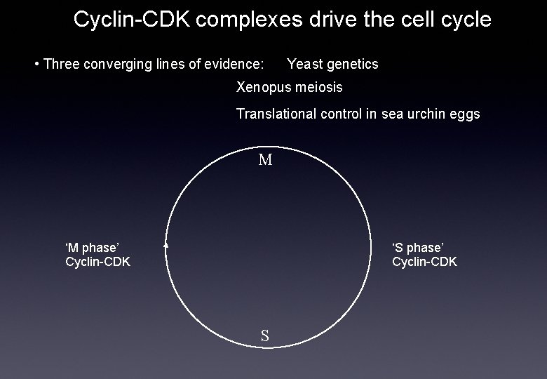 Cyclin-CDK complexes drive the cell cycle • Three converging lines of evidence: Yeast genetics