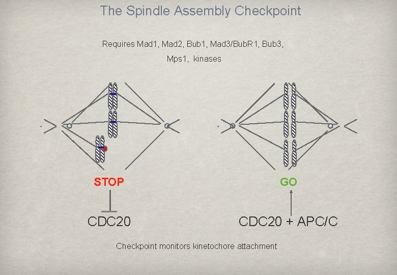 The Spindle Assembly Checkpoint Requires Mad 1, Mad 2, Bub 1, Mad 3/Bub. R
