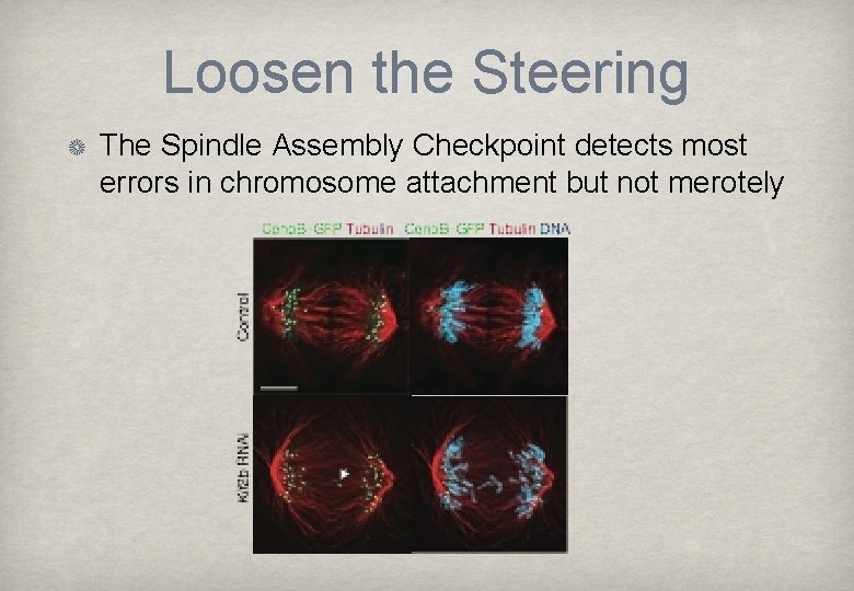 Loosen the Steering The Spindle Assembly Checkpoint detects most errors in chromosome attachment but