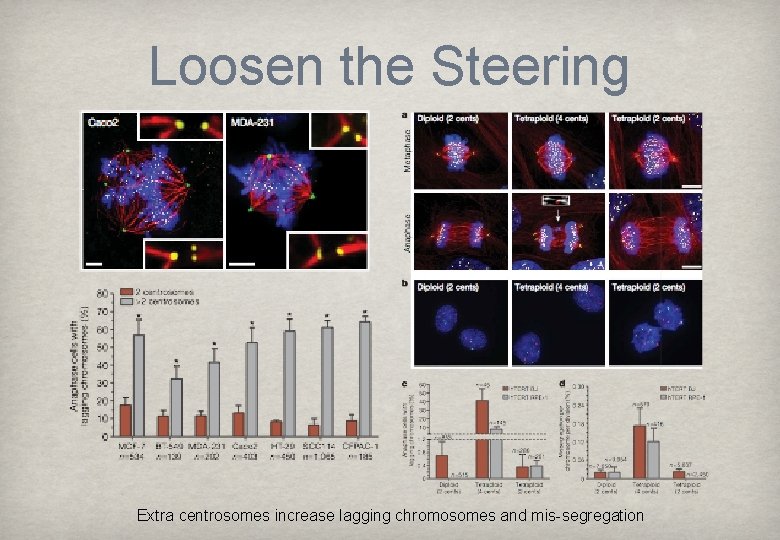 Loosen the Steering Extra centrosomes increase lagging chromosomes and mis-segregation 