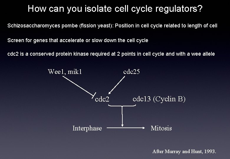 How can you isolate cell cycle regulators? Schizosaccharomyces pombe (fission yeast): Position in cell