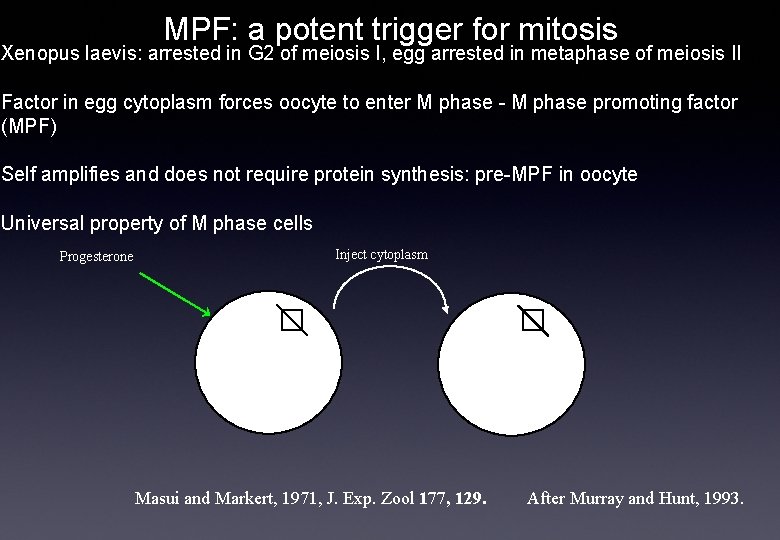 MPF: a potent trigger for mitosis Xenopus laevis: arrested in G 2 of meiosis