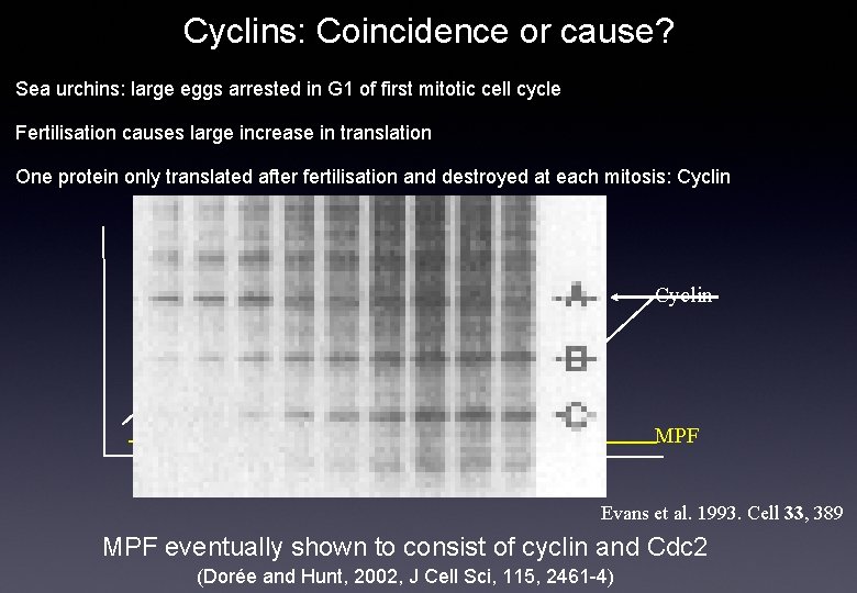 Cyclins: Coincidence or cause? Sea urchins: large eggs arrested in G 1 of first