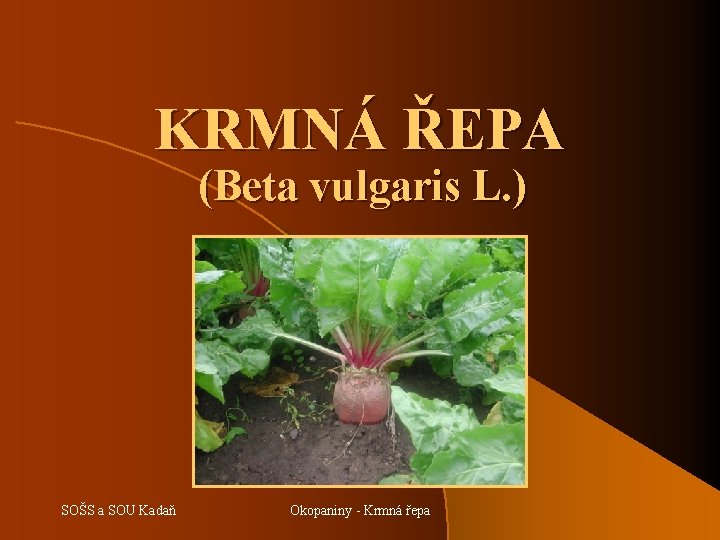 KRMNÁ ŘEPA (Beta vulgaris L. ) SOŠS a SOU Kadaň Okopaniny - Krmná řepa