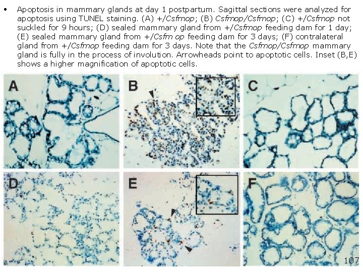 • Apoptosis in mammary glands at day 1 postpartum. Sagittal sections were analyzed • Apoptosis in mammary glands at day 1 postpartum. Sagittal sections were analyzed