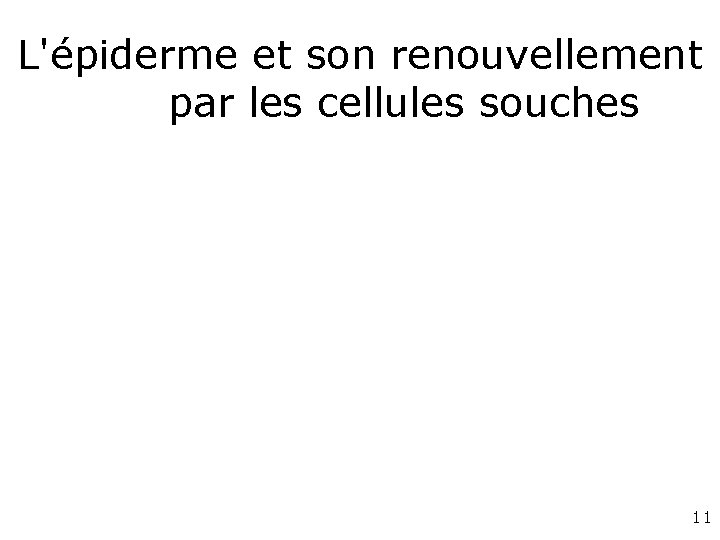 L'épiderme et son renouvellement par les cellules souches 11 L'épiderme et son renouvellement par les cellules souches 11