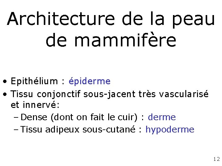 Architecture de la peau de mammifère • Epithélium : épiderme • Tissu conjonctif sous-jacent Architecture de la peau de mammifère • Epithélium : épiderme • Tissu conjonctif sous-jacent