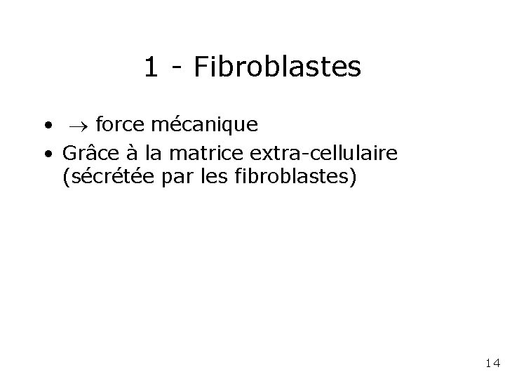 1 - Fibroblastes • force mécanique • Grâce à la matrice extra-cellulaire (sécrétée par 1 - Fibroblastes • force mécanique • Grâce à la matrice extra-cellulaire (sécrétée par