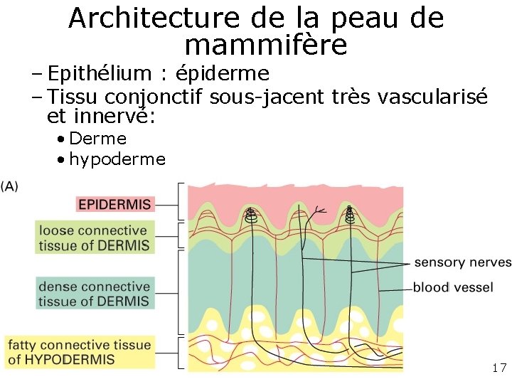 Architecture de la peau de mammifère – Epithélium : épiderme – Tissu conjonctif sous-jacent Architecture de la peau de mammifère – Epithélium : épiderme – Tissu conjonctif sous-jacent
