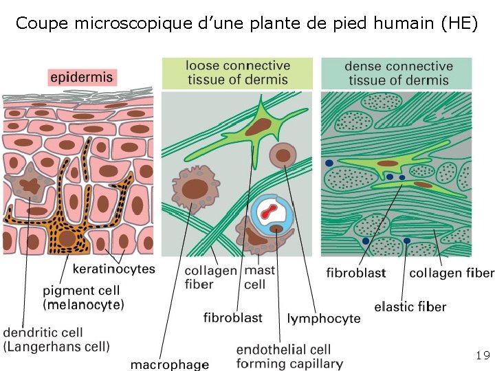 Coupe microscopique d’une plante de pied humain (HE) Fig 22 -1 B 19 Coupe microscopique d’une plante de pied humain (HE) Fig 22 -1 B 19