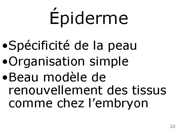 Épiderme • Spécificité de la peau • Organisation simple • Beau modèle de renouvellement Épiderme • Spécificité de la peau • Organisation simple • Beau modèle de renouvellement