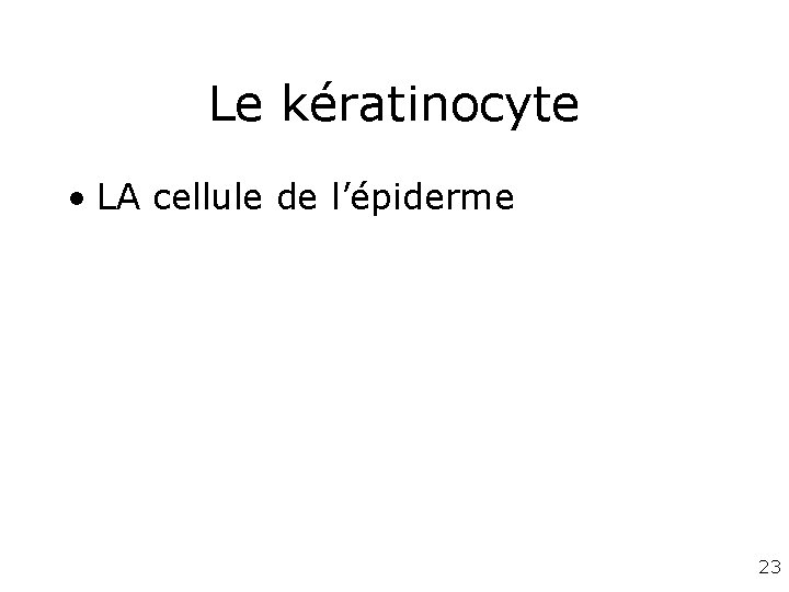 Le kératinocyte • LA cellule de l’épiderme 23 Le kératinocyte • LA cellule de l’épiderme 23