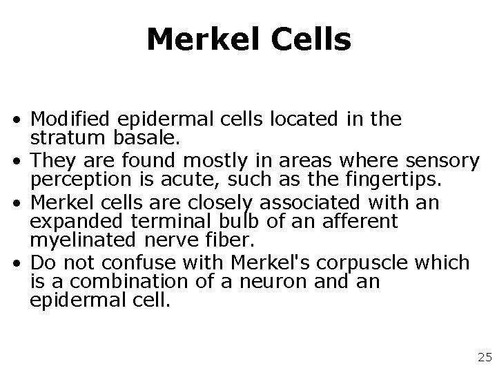 Merkel Cells • Modified epidermal cells located in the stratum basale. • They are Merkel Cells • Modified epidermal cells located in the stratum basale. • They are