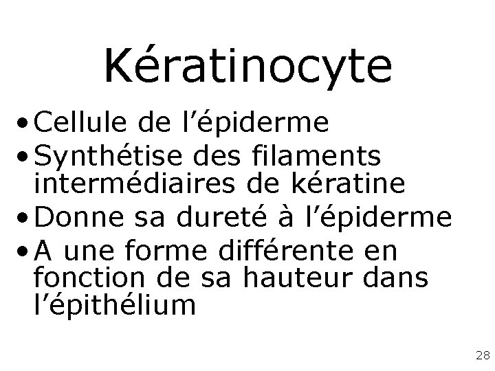 Kératinocyte • Cellule de l’épiderme • Synthétise des filaments intermédiaires de kératine • Donne Kératinocyte • Cellule de l’épiderme • Synthétise des filaments intermédiaires de kératine • Donne