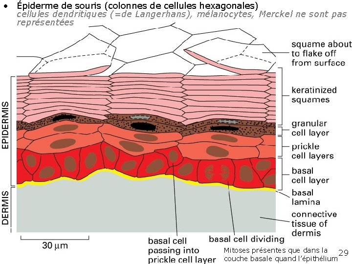 • Épiderme de souris (colonnes de cellules hexagonales) cellules dendritiques (=de Langerhans), mélanocytes, • Épiderme de souris (colonnes de cellules hexagonales) cellules dendritiques (=de Langerhans), mélanocytes,