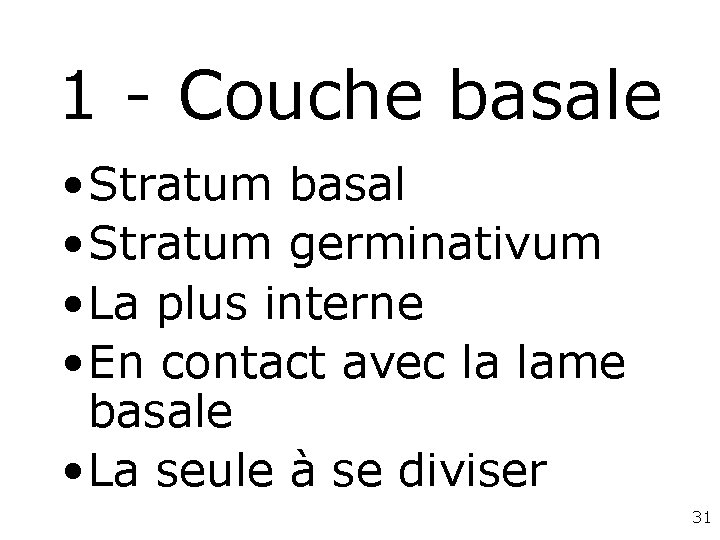 1 - Couche basale • Stratum basal • Stratum germinativum • La plus interne 1 - Couche basale • Stratum basal • Stratum germinativum • La plus interne
