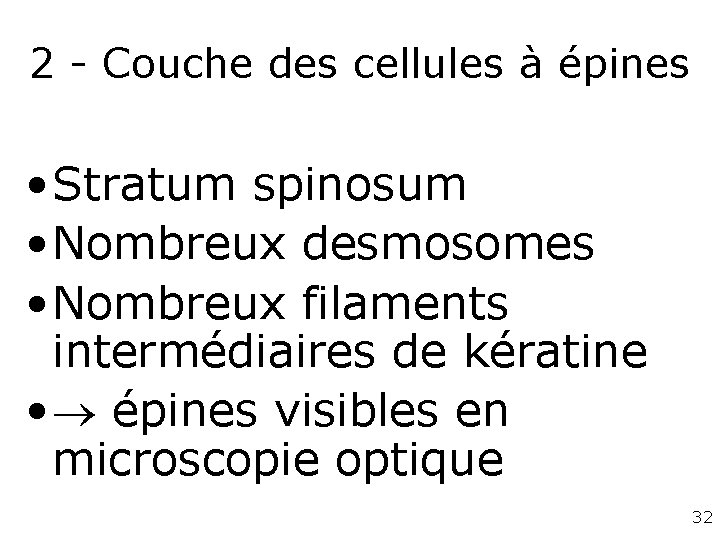 2 - Couche des cellules à épines • Stratum spinosum • Nombreux desmosomes • 2 - Couche des cellules à épines • Stratum spinosum • Nombreux desmosomes •