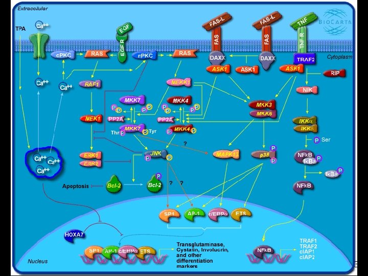 • • Différenciation du kératinocyte http: //www. biocarta. com/pathfiles/h_keratinocyte. Pathway. asp The epidermis, • • Différenciation du kératinocyte http: //www. biocarta. com/pathfiles/h_keratinocyte. Pathway. asp The epidermis,