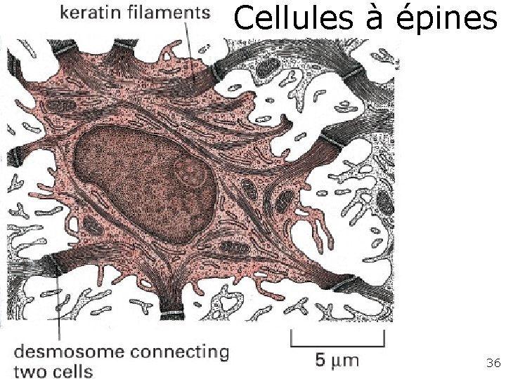 Cellules à épines 36 Cellules à épines 36