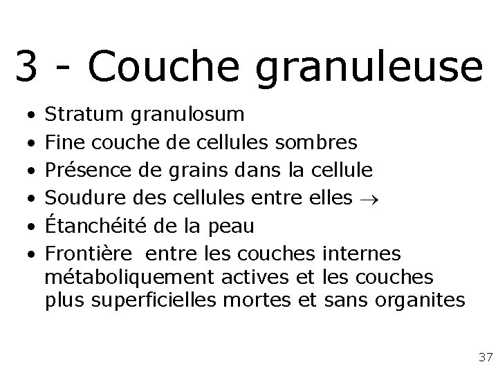 3 - Couche granuleuse • • • Stratum granulosum Fine couche de cellules sombres 3 - Couche granuleuse • • • Stratum granulosum Fine couche de cellules sombres