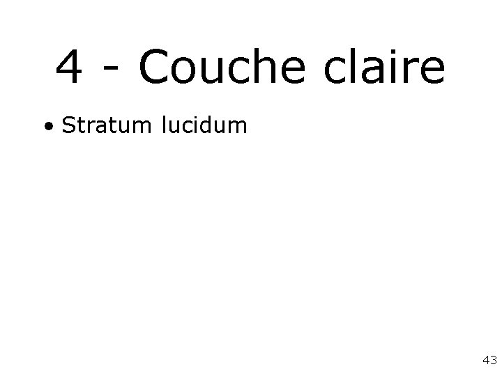 4 - Couche claire • Stratum lucidum 43 4 - Couche claire • Stratum lucidum 43