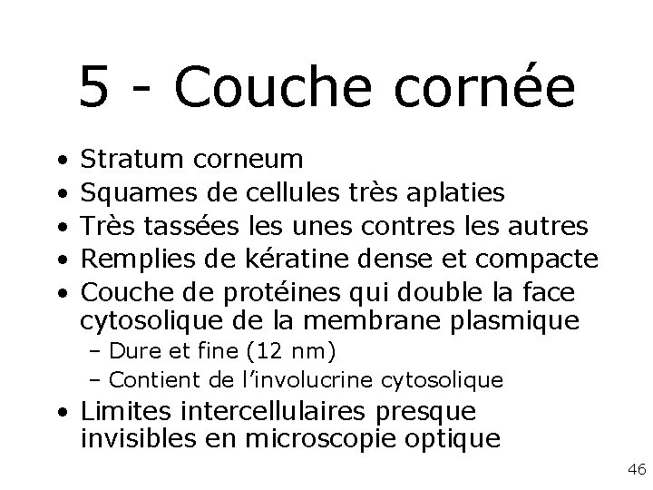 5 - Couche cornée • • • Stratum corneum Squames de cellules très aplaties 5 - Couche cornée • • • Stratum corneum Squames de cellules très aplaties