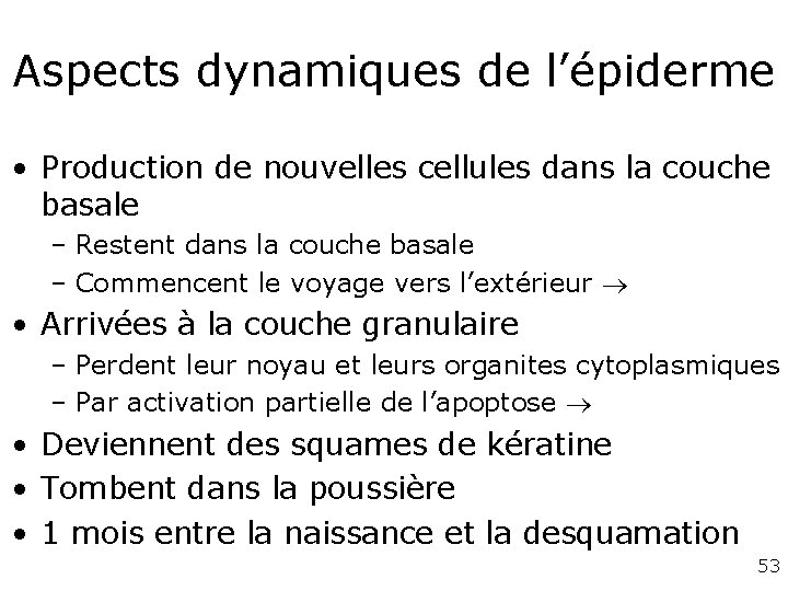 Aspects dynamiques de l’épiderme • Production de nouvelles cellules dans la couche basale – Aspects dynamiques de l’épiderme • Production de nouvelles cellules dans la couche basale –