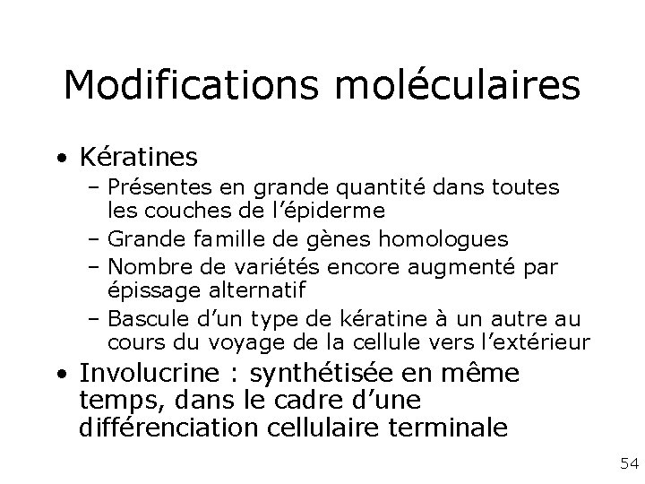 Modifications moléculaires • Kératines – Présentes en grande quantité dans toutes les couches de Modifications moléculaires • Kératines – Présentes en grande quantité dans toutes les couches de