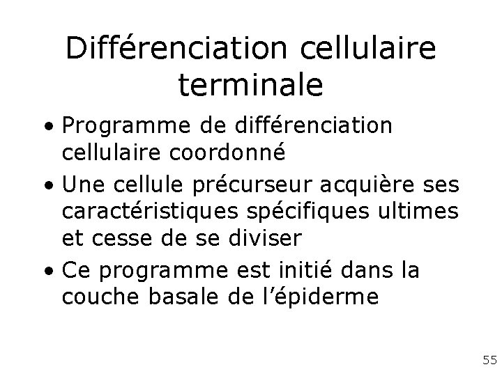 Différenciation cellulaire terminale • Programme de différenciation cellulaire coordonné • Une cellule précurseur acquière Différenciation cellulaire terminale • Programme de différenciation cellulaire coordonné • Une cellule précurseur acquière