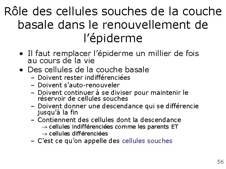 Rôle des cellules souches de la couche basale dans le renouvellement de l’épiderme • Rôle des cellules souches de la couche basale dans le renouvellement de l’épiderme •