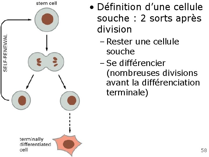 • Définition d’une cellule souche : 2 sorts après division fig. 22 -4 • Définition d’une cellule souche : 2 sorts après division fig. 22 -4