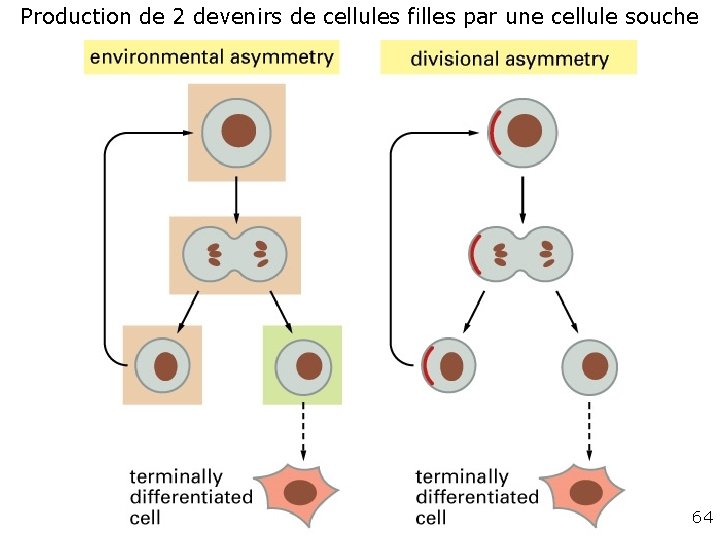 Production de 2 devenirs de cellules filles par une cellule souche Fig 22 -5 Production de 2 devenirs de cellules filles par une cellule souche Fig 22 -5