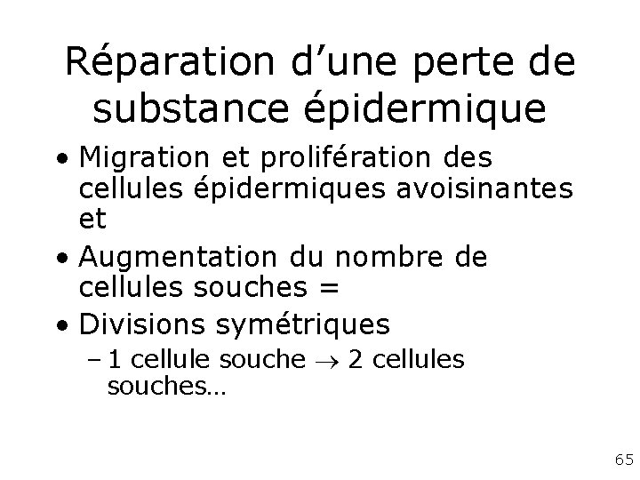 Réparation d’une perte de substance épidermique • Migration et prolifération des cellules épidermiques avoisinantes Réparation d’une perte de substance épidermique • Migration et prolifération des cellules épidermiques avoisinantes