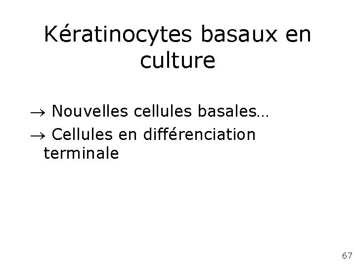 Kératinocytes basaux en culture Nouvelles cellules basales… Cellules en différenciation terminale 67 Kératinocytes basaux en culture Nouvelles cellules basales… Cellules en différenciation terminale 67
