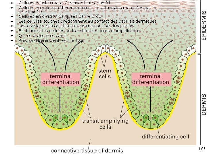 • • Cellules basales marquées avec l’intégrine 1 Cellules en voie de différenciation • • Cellules basales marquées avec l’intégrine 1 Cellules en voie de différenciation