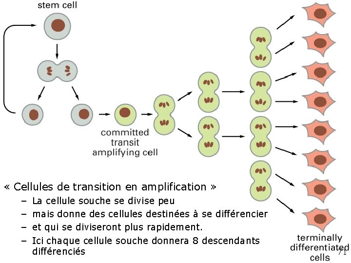 Fig 22 -7 « Cellules de transition en amplification » – – La cellule Fig 22 -7 « Cellules de transition en amplification » – – La cellule