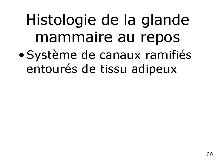 Histologie de la glande mammaire au repos • Système de canaux ramifiés entourés de Histologie de la glande mammaire au repos • Système de canaux ramifiés entourés de