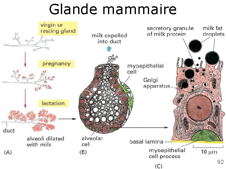 Glande mammaire 92 Glande mammaire 92