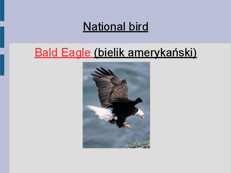 National bird Bald Eagle (bielik amerykański) National bird Bald Eagle (bielik amerykański)