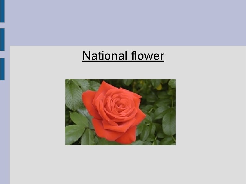 National flower 