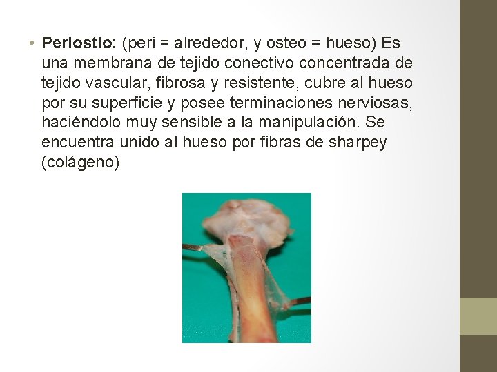 • Periostio: (peri = alrededor, y osteo = hueso) Es una membrana de • Periostio: (peri = alrededor, y osteo = hueso) Es una membrana de