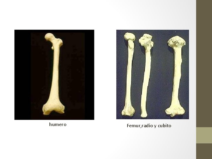 humero Femur, radio y cubito humero Femur, radio y cubito
