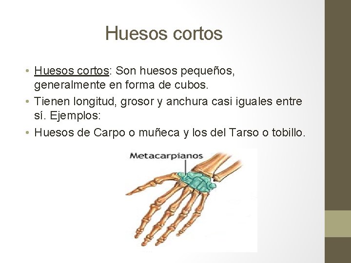Huesos cortos • Huesos cortos: Son huesos pequeños, generalmente en forma de cubos. • Huesos cortos • Huesos cortos: Son huesos pequeños, generalmente en forma de cubos. •