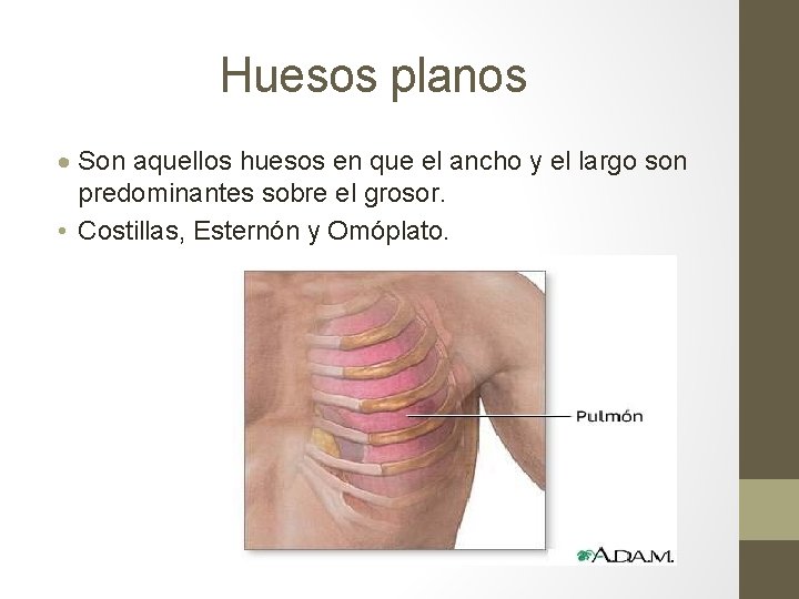 Huesos planos Son aquellos huesos en que el ancho y el largo son predominantes Huesos planos Son aquellos huesos en que el ancho y el largo son predominantes