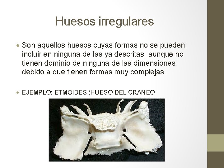Huesos irregulares Son aquellos huesos cuyas formas no se pueden incluir en ninguna de Huesos irregulares Son aquellos huesos cuyas formas no se pueden incluir en ninguna de