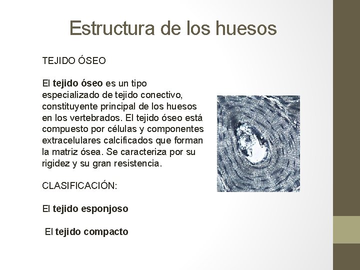 Estructura de los huesos TEJIDO ÓSEO El tejido óseo es un tipo especializado de Estructura de los huesos TEJIDO ÓSEO El tejido óseo es un tipo especializado de