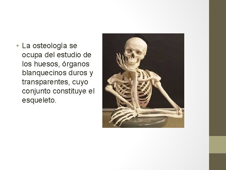 • La osteología se ocupa del estudio de los huesos, órganos blanquecinos duros • La osteología se ocupa del estudio de los huesos, órganos blanquecinos duros