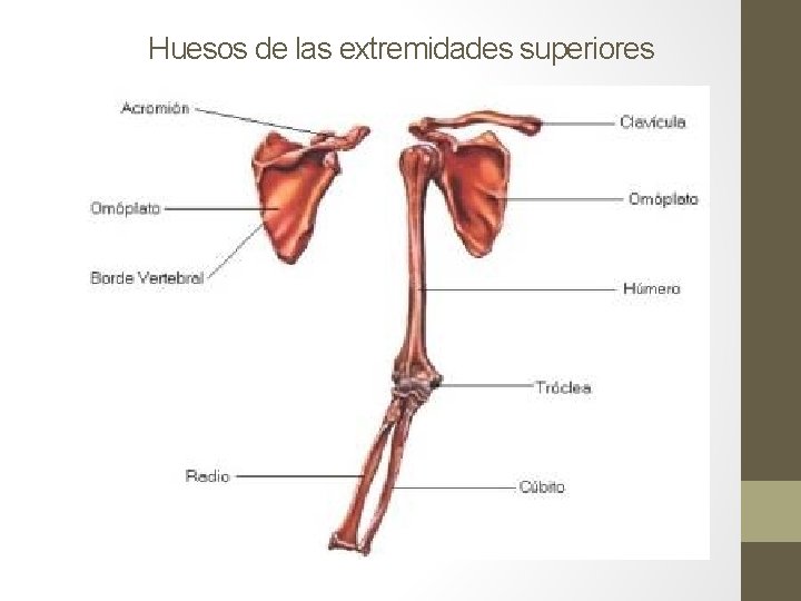 Huesos de las extremidades superiores Huesos de las extremidades superiores