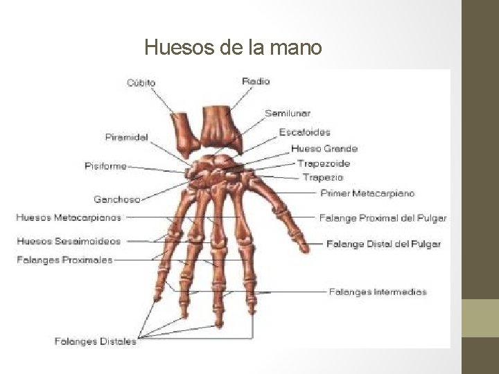 Huesos de la mano Huesos de la mano